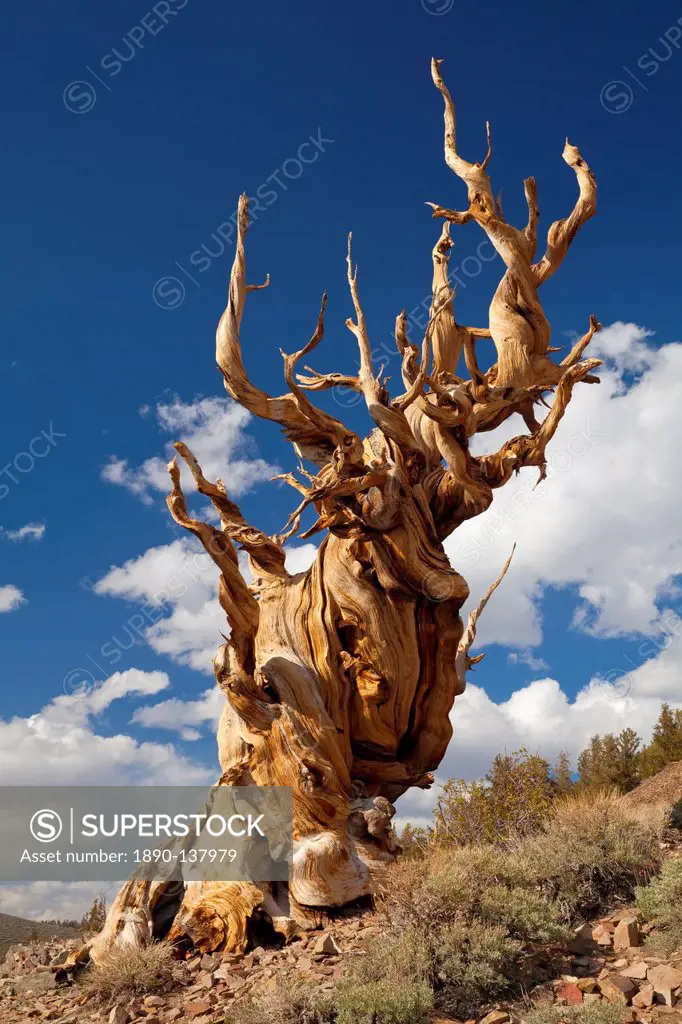 A twisted very old Bristlecone Pine Pinus longaeva, on sage brush covered slopes of dolomite limestone, in the Ancient Bristlecone Pine Forest Park, I...