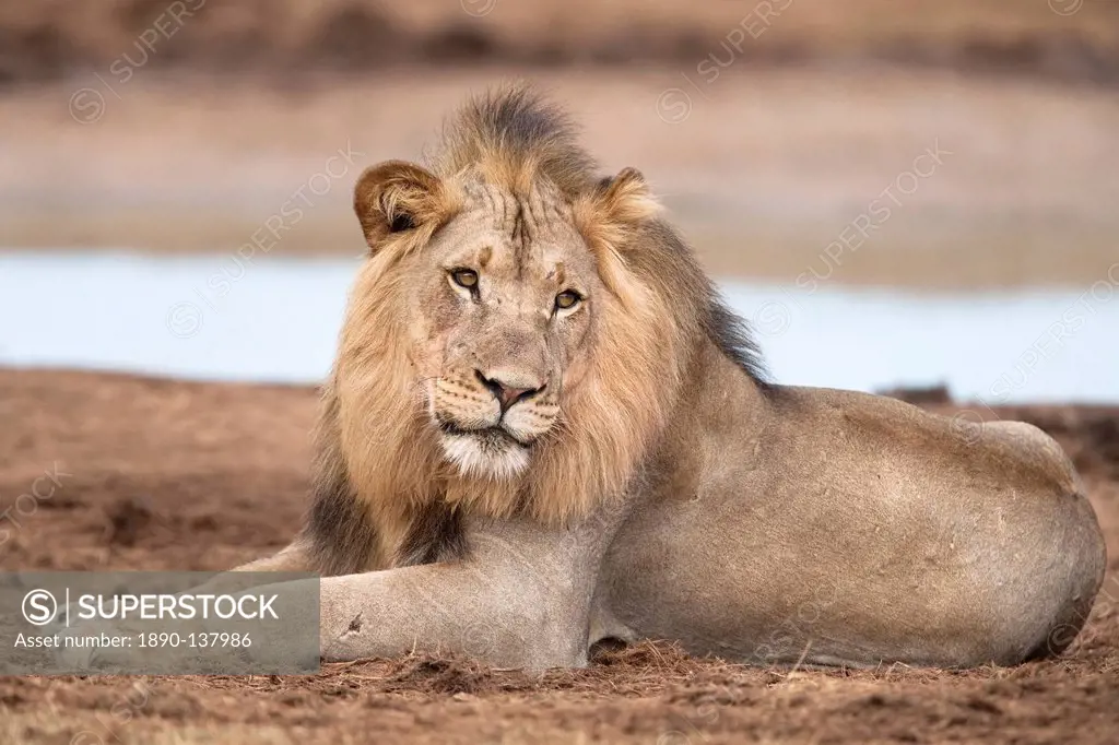 Male lion Panthera leo, Addo National Park, Eastern Cape, South Africa, Africa