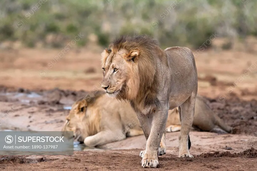 Male lions Panthera leo, Addo National Park, Eastern Cape, South Africa, Africa