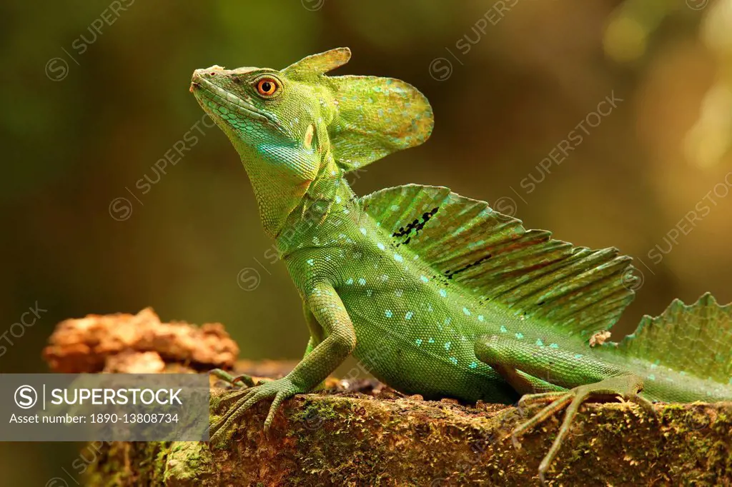 Male Jesus Christo Lizard, Costa Rica, Central America