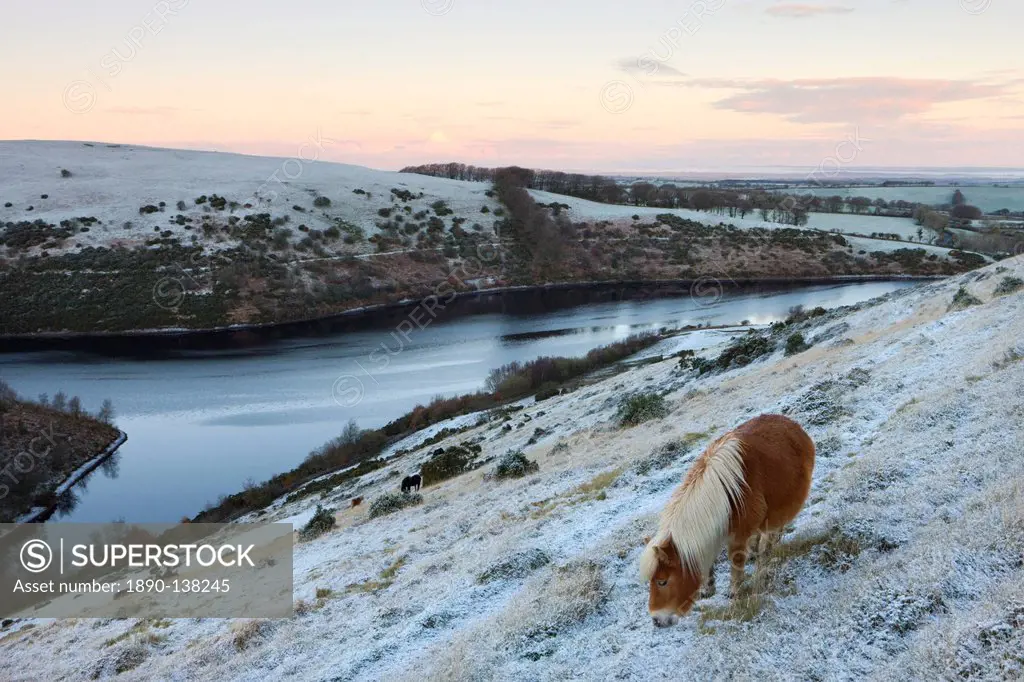 Shetland pony grazing on the snow covered moorland above Meldon Reservoir in winter, Dartmoor National Park, Devon, England, United Kingdom, Europe