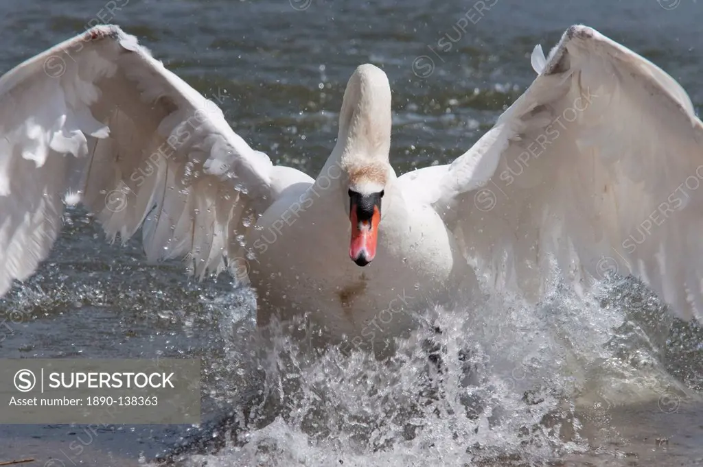 Mute swan Cygnus color, taking off, Abbotsbury Swannery, Dorset, England, United Kingdom, Europe