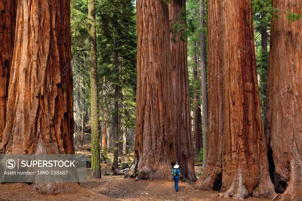 Tourist hiker, admiring the Giant Sequoia trees Sequoiadendron giganteum, known as the Parker Group, Sequoia National Park, Sierra Nevada, California,...
