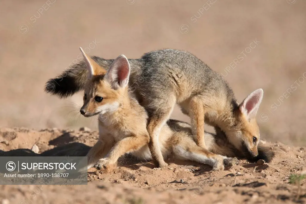 Cape fox Vulpes chama cubs playing, Kgalagadi Transfrontier Park, Northern Cape, South Africa, Africa