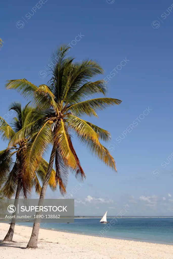 Coconut palm and dhow, Pangane beach, Mozambique, Africa