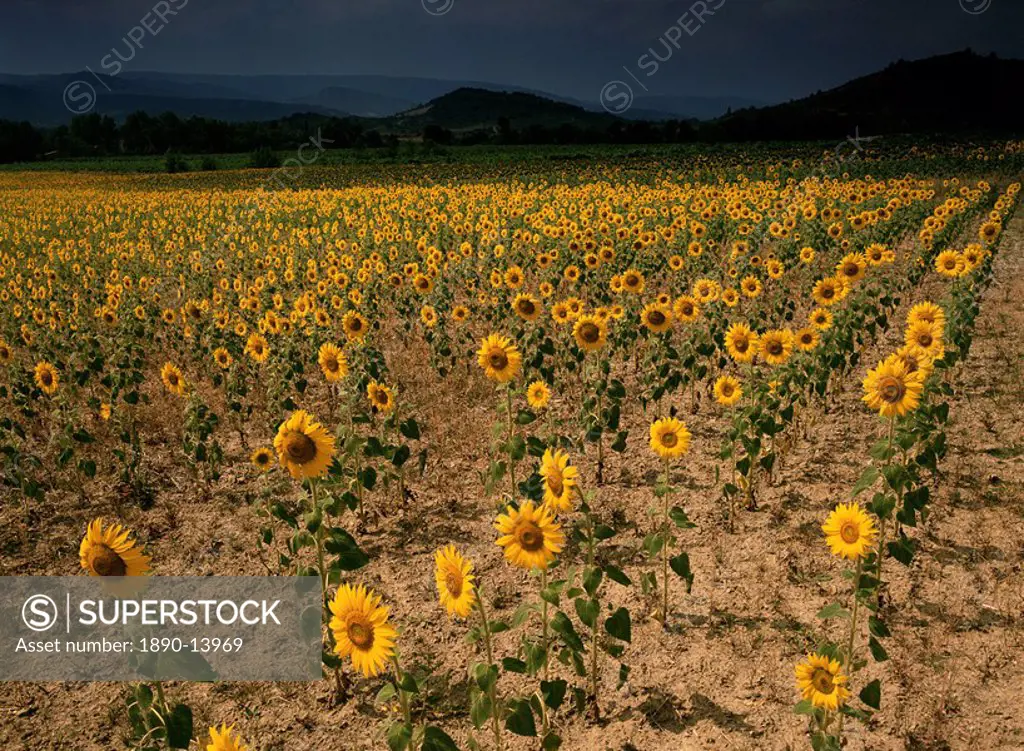Sunflowers, the Corbieres, Aude, Languedoc_Roussillon, France, Europe