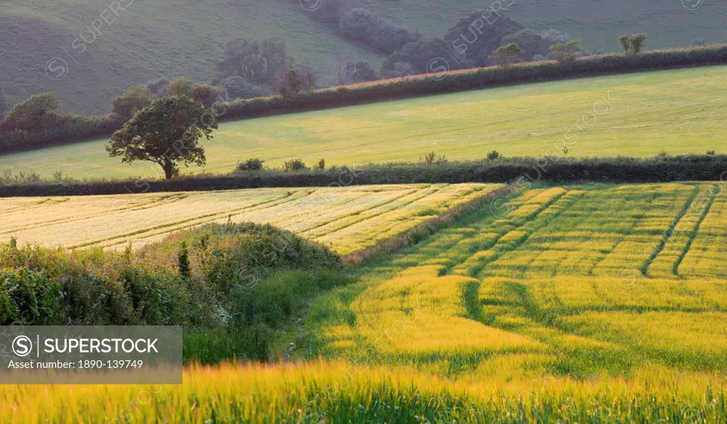 Golden crop fields in summer near Lanteglos in South Cornwall, England, United Kingdom, Europe