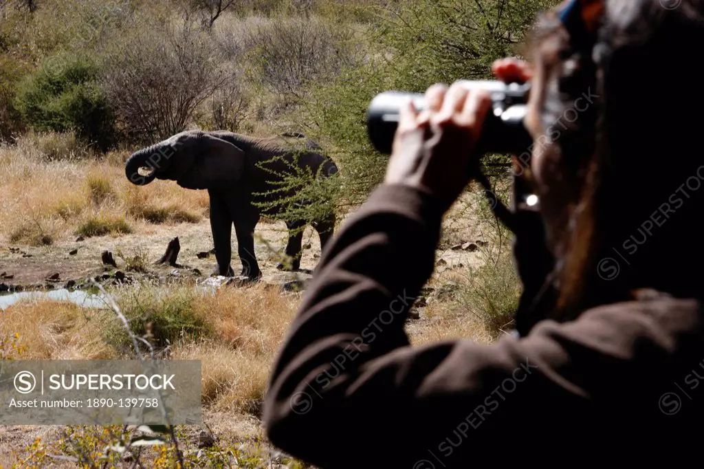 African elephant and tourist on safari, Madikwe game reserve, Madikwe, South Africa, Africa