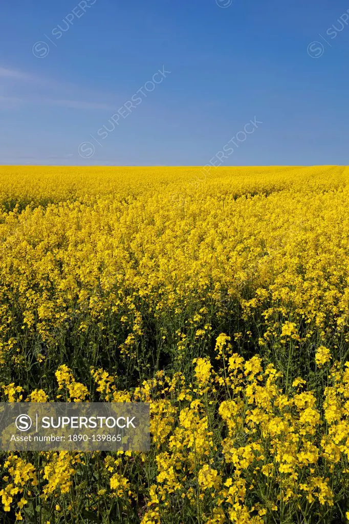 A bright yellow field of oilseed rape rapeseed oil Brassica napus flowers, and blue sky, Nottinghamshire, England, United Kingdom, Europe