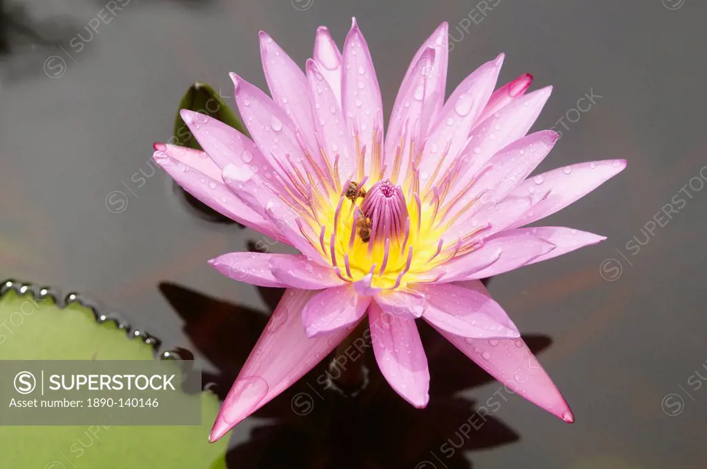 Lotus flower, Balata Garden, Martinique, French Overseas Department, Windward Islands, West Indies, Caribbean, Central America