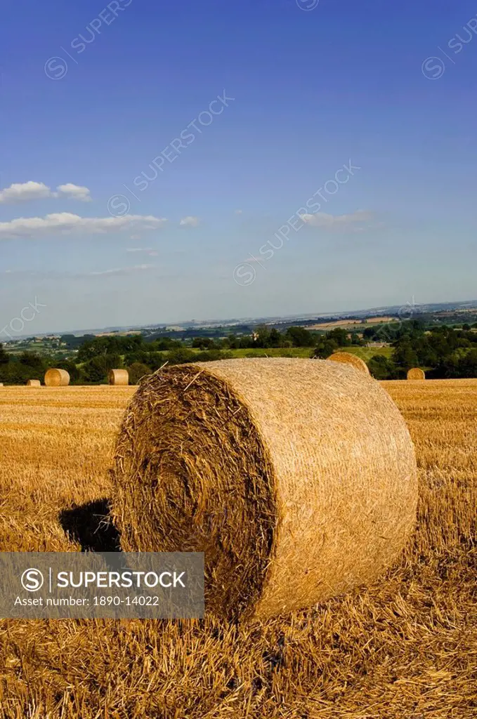 Hay bales, seen from the Cotswolds Way footpath, The Cotswolds, Gloucestershire, England, United Kingdom, Europe