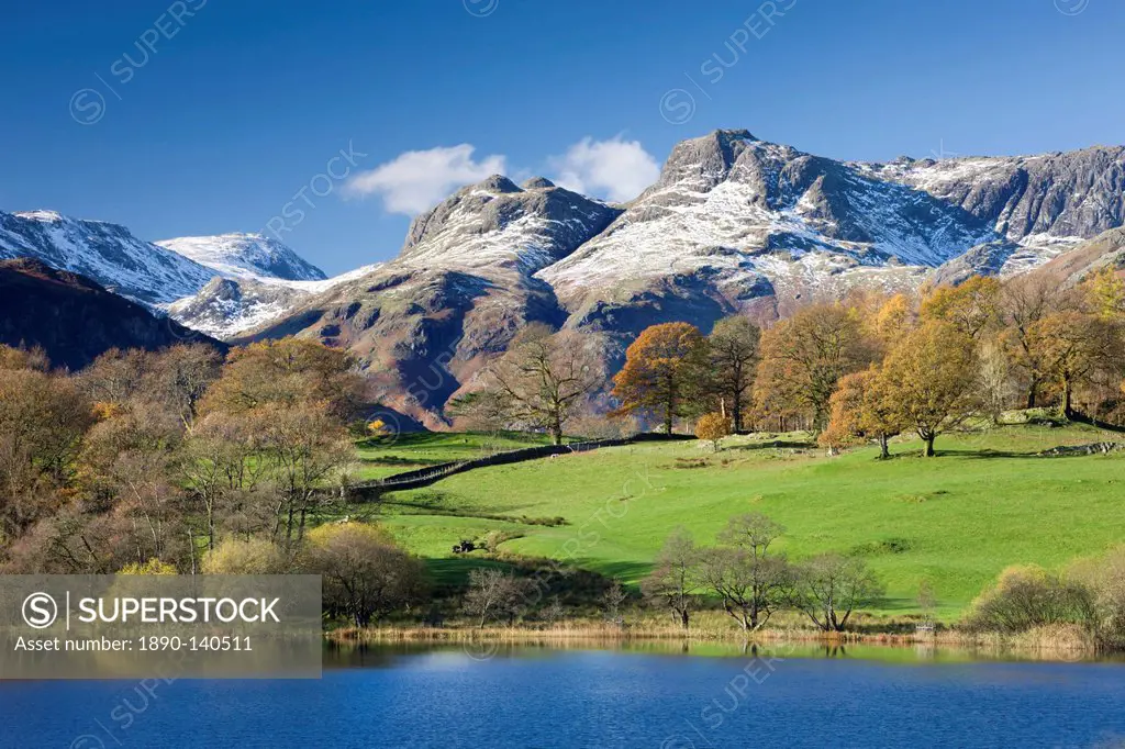 Autumn colours beside Loughrigg Tarn with views to the snow dusted mountains of the Langdale Pikes, Lake District National Park, Cumbria, England, Uni...