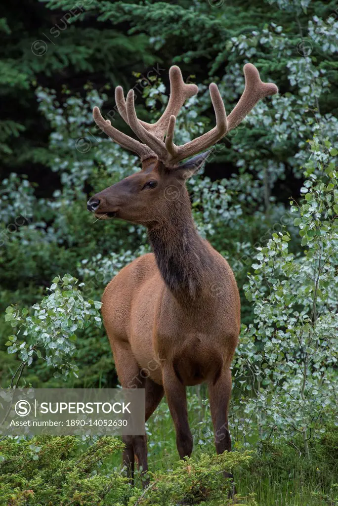 Bull Elk with velvet covered antlers in Jasper National Park, UNESCO World Heritage Site, Alberta, Canada, North America