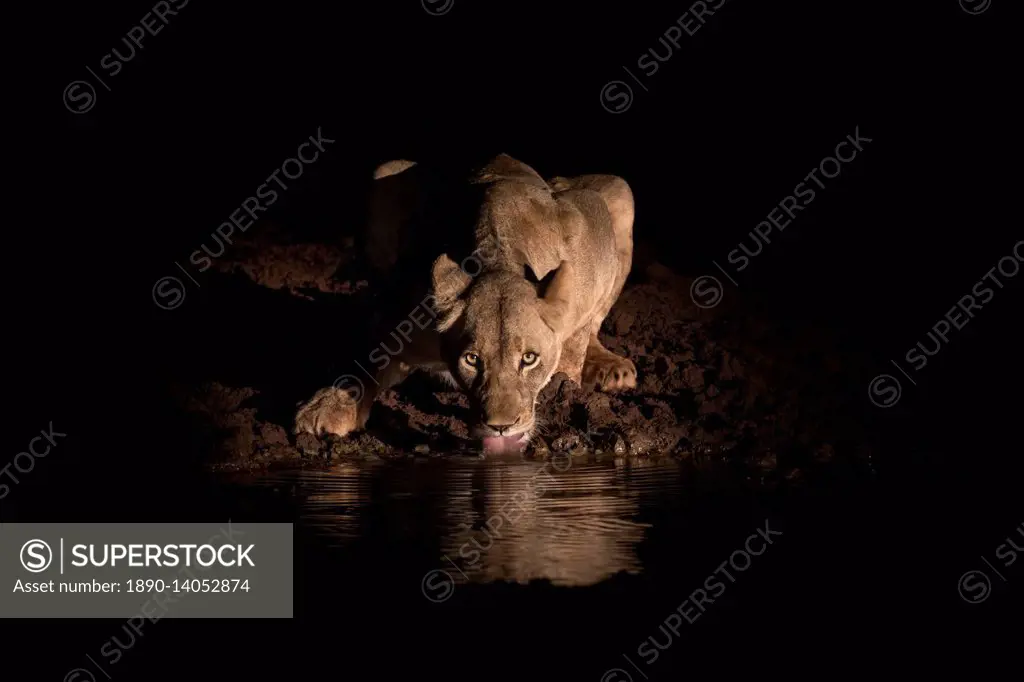 Lioness (Panthera leo) drinking at night, Zimanga Private Game Reserve, KwaZulu-Natal, South Africa, Africa