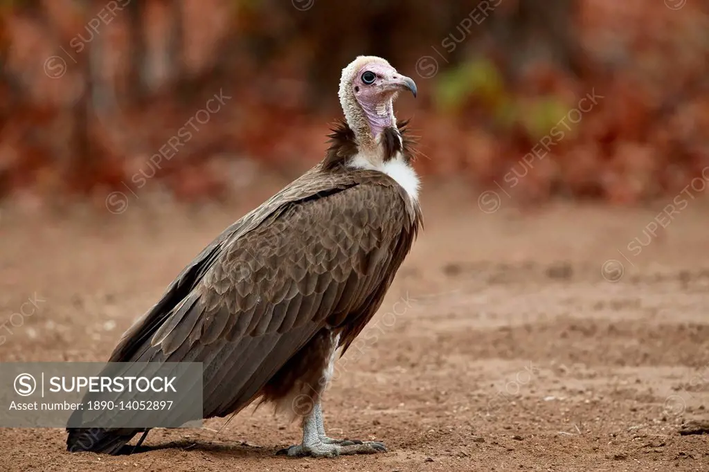 Hooded vulture (Necrosyrtes monachus), Kruger National Park, South Africa, Africa