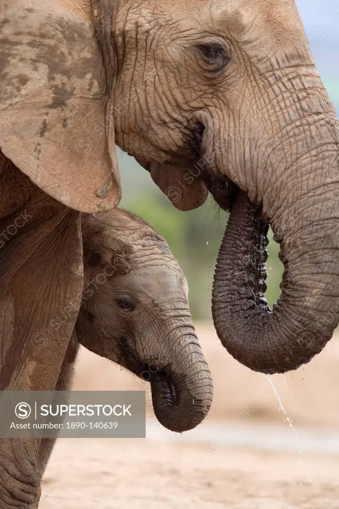 Elephant Loxodonta africana and baby, Addo Elephant National Park, Eastern Cape, South Africa, Africa