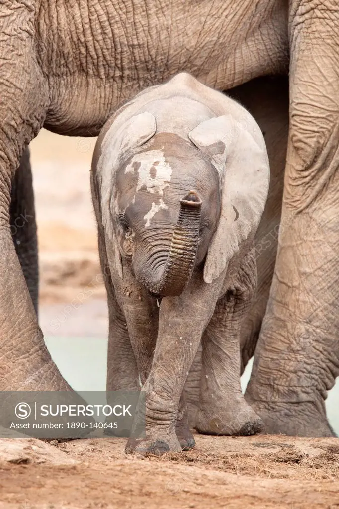 Baby elephant Loxodonta africana, Addo Elephant National Park, Eastern Cape, South Africa, Africa