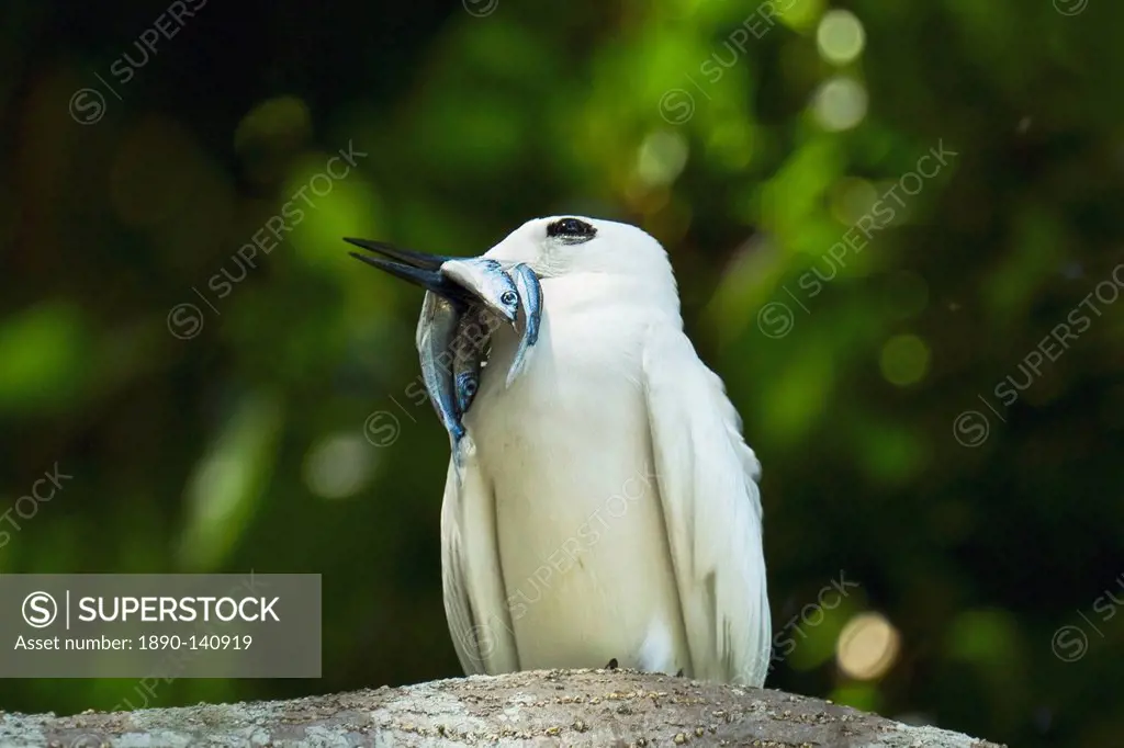 Adult white tern Gygis alba with two fish for its chick, Lord Howe Island, UNESCO World Heritage Site, New South Wales, Australia, Pacific