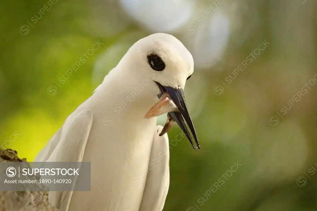 Adult white tern Gygis alba with squid in its beak, Lord Howe Island, UNESCO World Heritage Site, New South Wales, Australia, Pacific