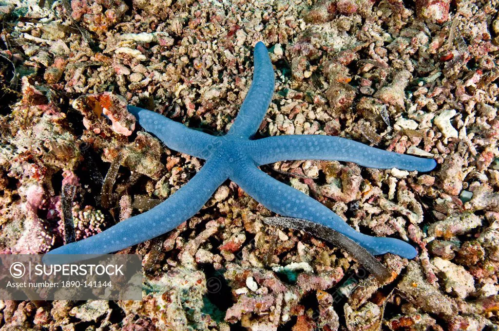 Blue starfish Linckia laevigata, Philippines, Southeast Asia, Asia