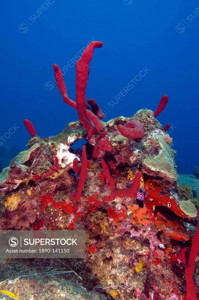Erect rope sponge Amphimedon compressa, St. Lucia, West Indies, Caribbean, Central America