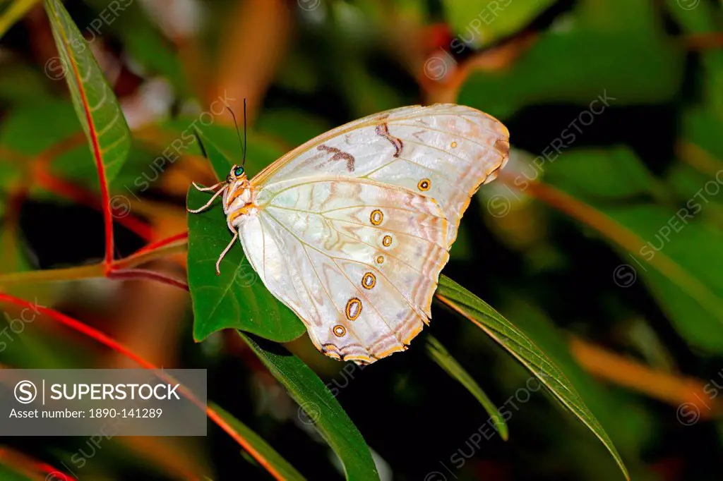 White Morpho Morpho polyphemus, a white butterfly of Mexico and Central America, ranging as far south as Costa Rica, Central America