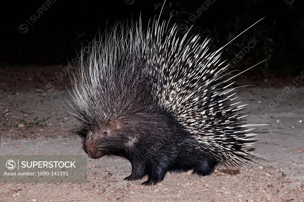 Porcupine Hystrix africaeaustralis, Limpopo, South Africa, Africa