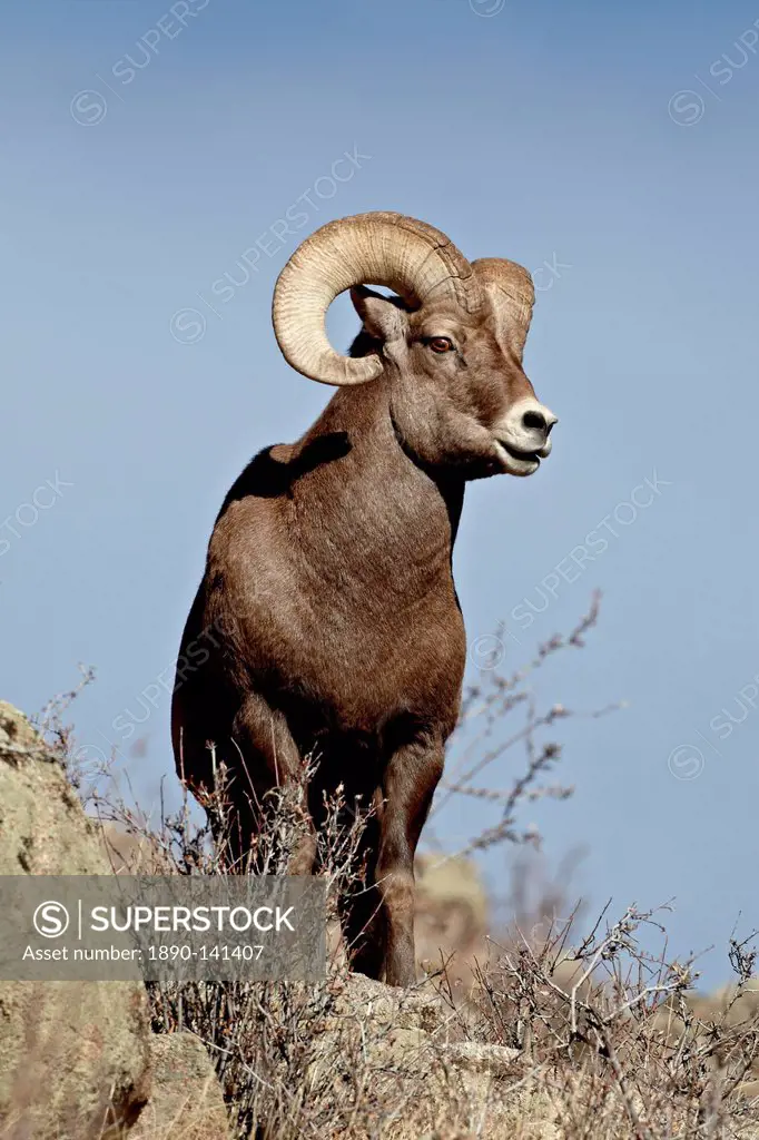 Bighorn sheep Ovis canadensis ram during the rut, Arapaho National Forest, Colorado, United States of America, North America