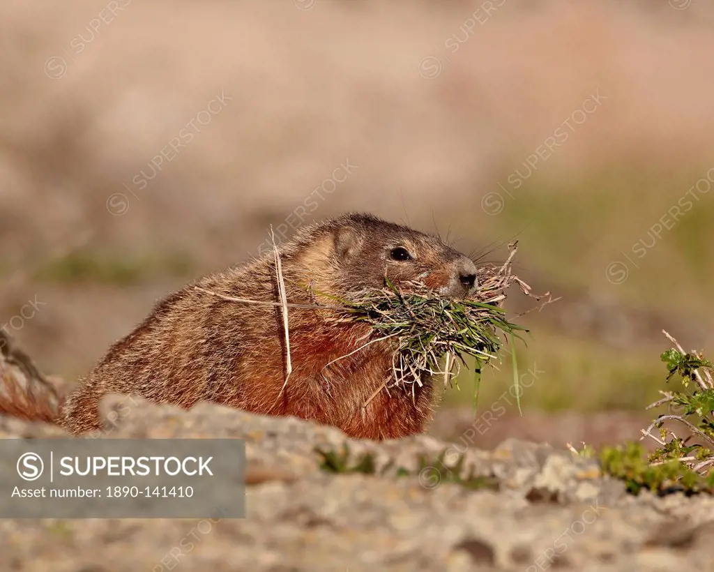 Yellow_bellied marmot yellowbelly marmot Marmota flaviventris with nesting material, Yellowstone National Park, Wyoming, United States of America, Nor...