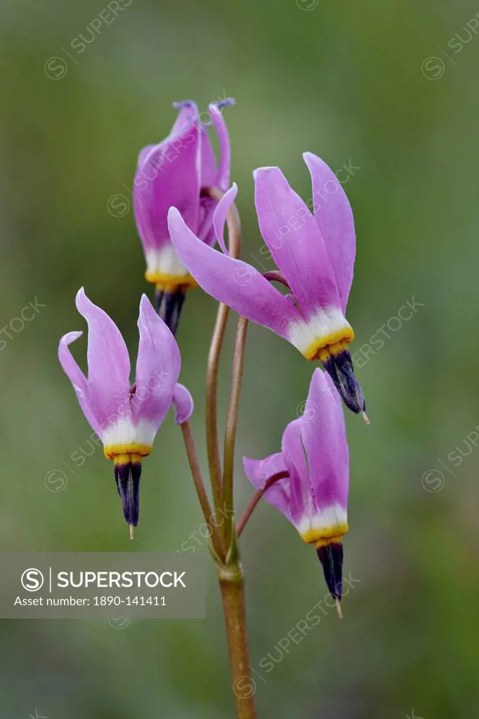 Slimpod shooting star Dodecatheon conjugens, Yellowstone National Park, Wyoming, United States of America, North America