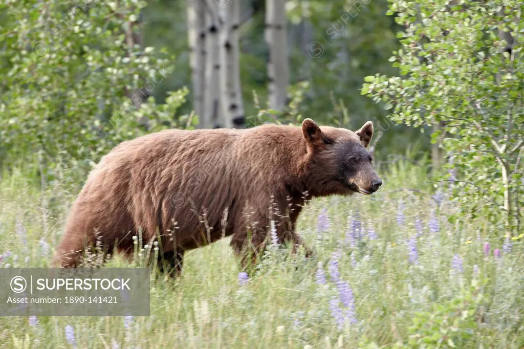 Cinnamon black bear Ursus americanus cub, Waterton Lakes National Park, Alberta, Canada, North America