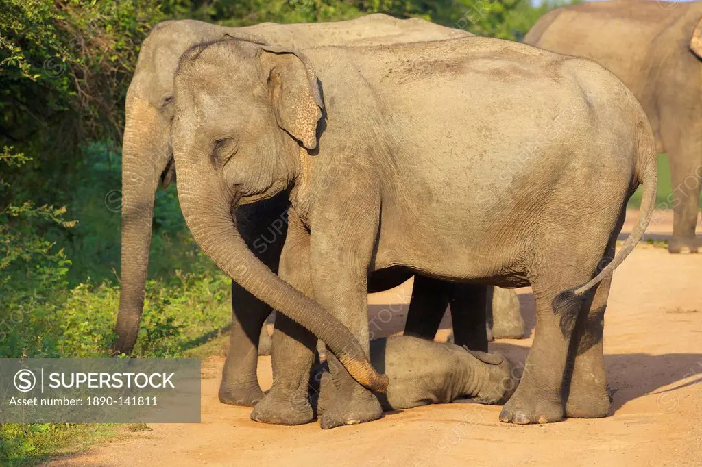 Wild female asian elephants with baby elephant, Yala National Park, Sri Lanka, Asia