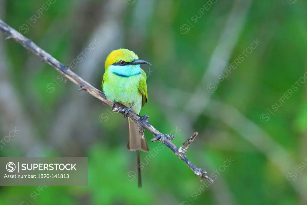 Little green bee_eater merops orientalis, Yala National Park, Sri Lanka, Asia