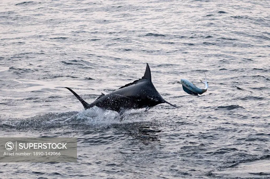 Blue Marlin Makaira nigricans hunting Dorado Coryphaena hippurus, Congo, Africa