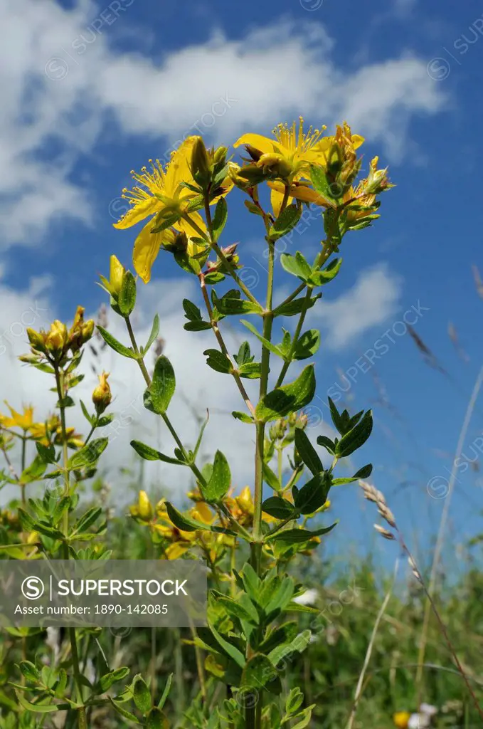 Low angle view of Perforate Common St. John´s wort Hypericum perforatum, chalk grassland meadow, Wiltshire, England, United Kingdom, Europe