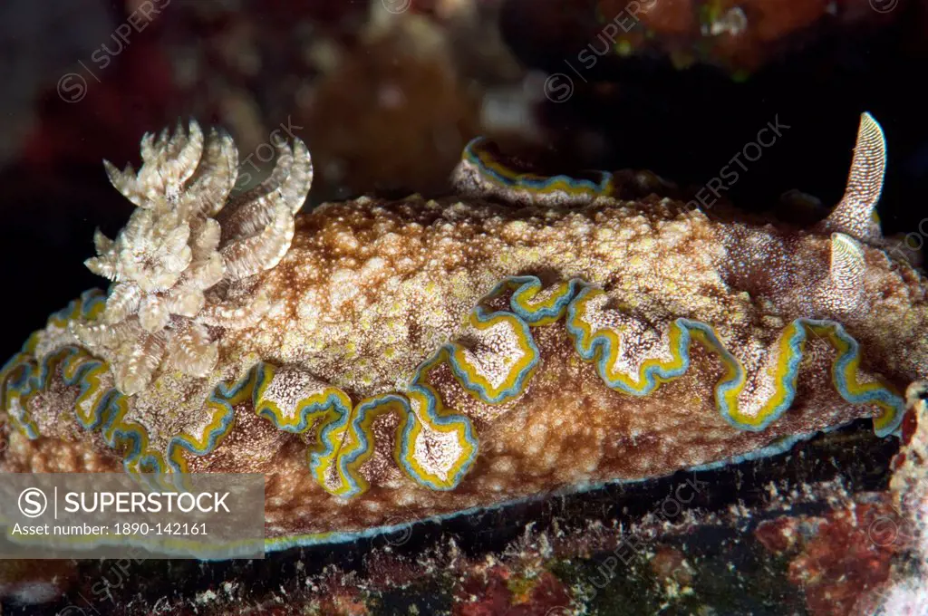 Nudibranch Chromodoris albopunctata, grows to 65mm, Indo_Pacific waters, Philippines, Southeast Asia, Asia