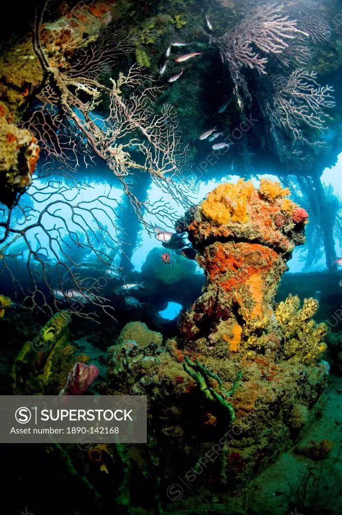 Coral growth inside the wreck of the Lesleen M freighter, sunk as an artificial reef in 1985 in Anse Cochon Bay, St. Lucia, West Indies, Caribbean, Ce...
