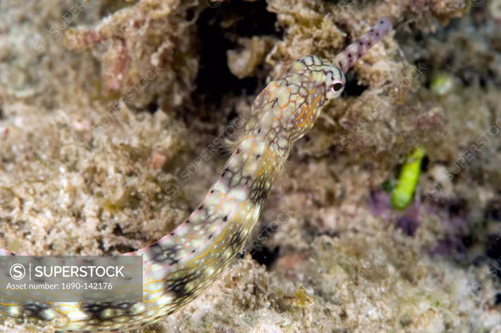 Reeftop pipefish Corythoichthys haematopterus, grows to 18cm, Indo_west Pacific waters, Philippines, Southeast Asia, Asia