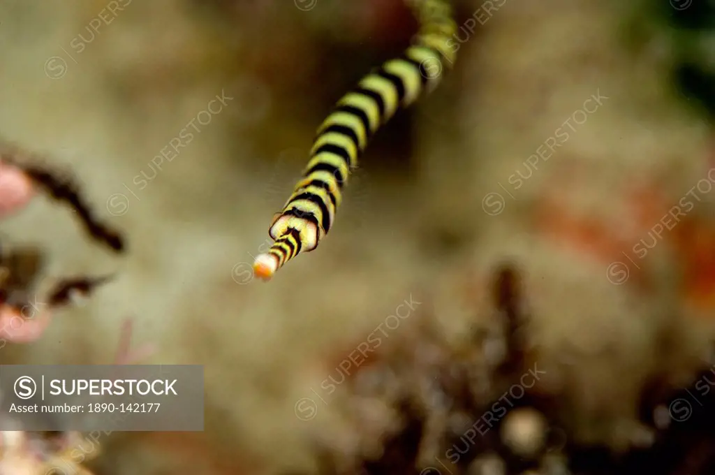 Ringed pipefish Dunckerocampus dactyliophorus, grows to 18cm, Indo_Pacific waters, Philippines, Southeast Asia, Asia