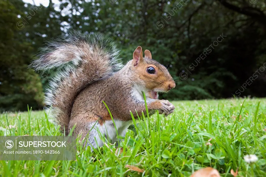 Grey squirrel Sciurus carolinensis, in city park, Brandon Park, Bristol, England, United Kingdom, Europe