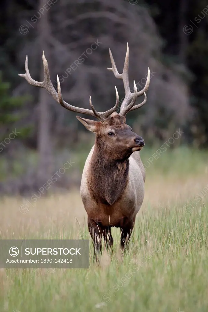 Bull Elk Cervus canadensis, Jasper National Park, Alberta, Canada, North America