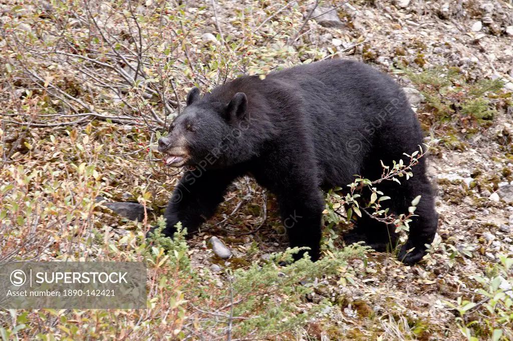 Black bear Ursus americanus eating berries, Jasper National Park, Alberta, Canada, North America