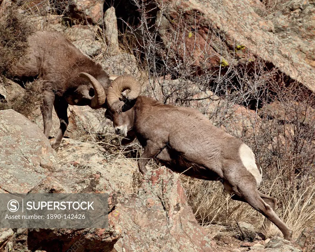 Two bighorn sheep Ovis canadensis rams head butting, Clear Creek County, Colorado, United States of America, North America