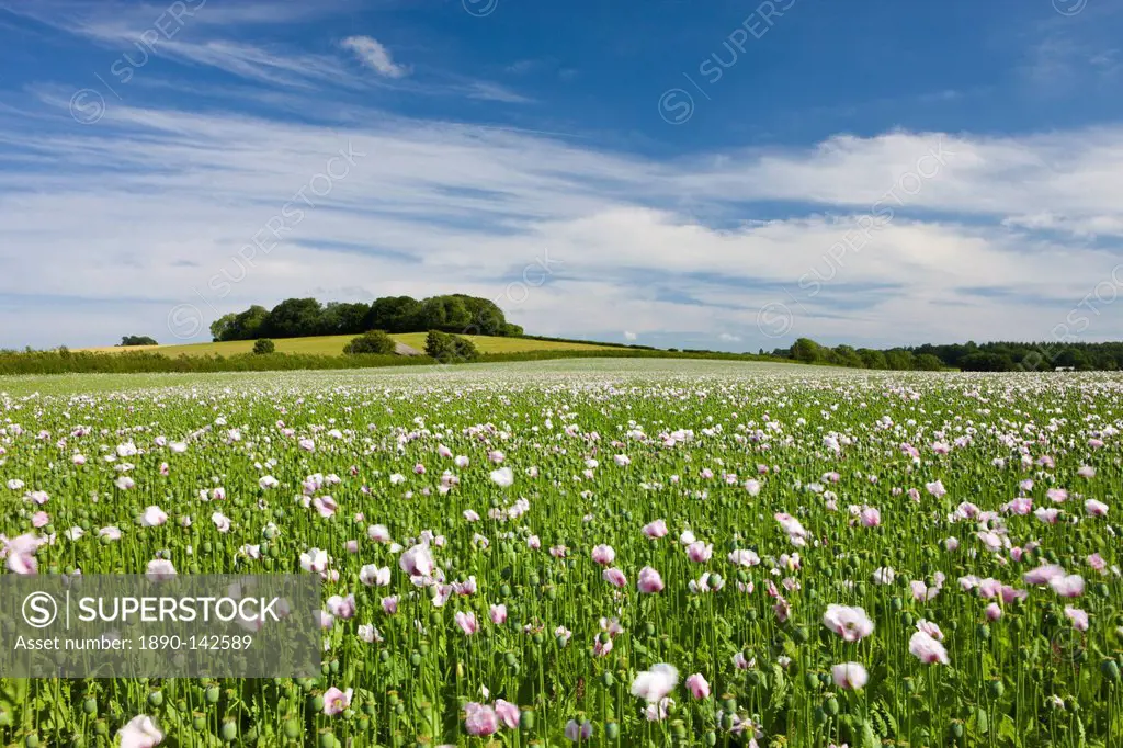 Field of poppies growing near Winterbourne Abbas in Dorset, England, United Kingdom, Europe