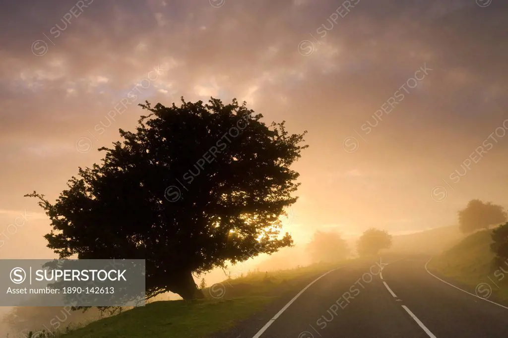 Moorland road and hawthorn trees in mist at sunrise, Brecon Beacons National Park, Powys, Wales, United Kingdom, Europe