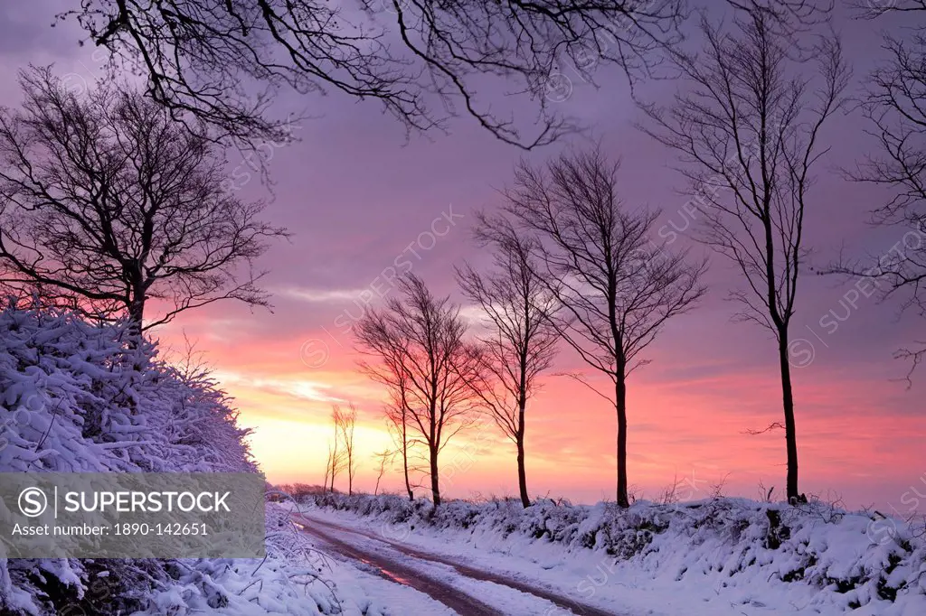 Snow covered country lane at dawn, Exmoor National Park, Somerset, England, United Kingdom, Europe