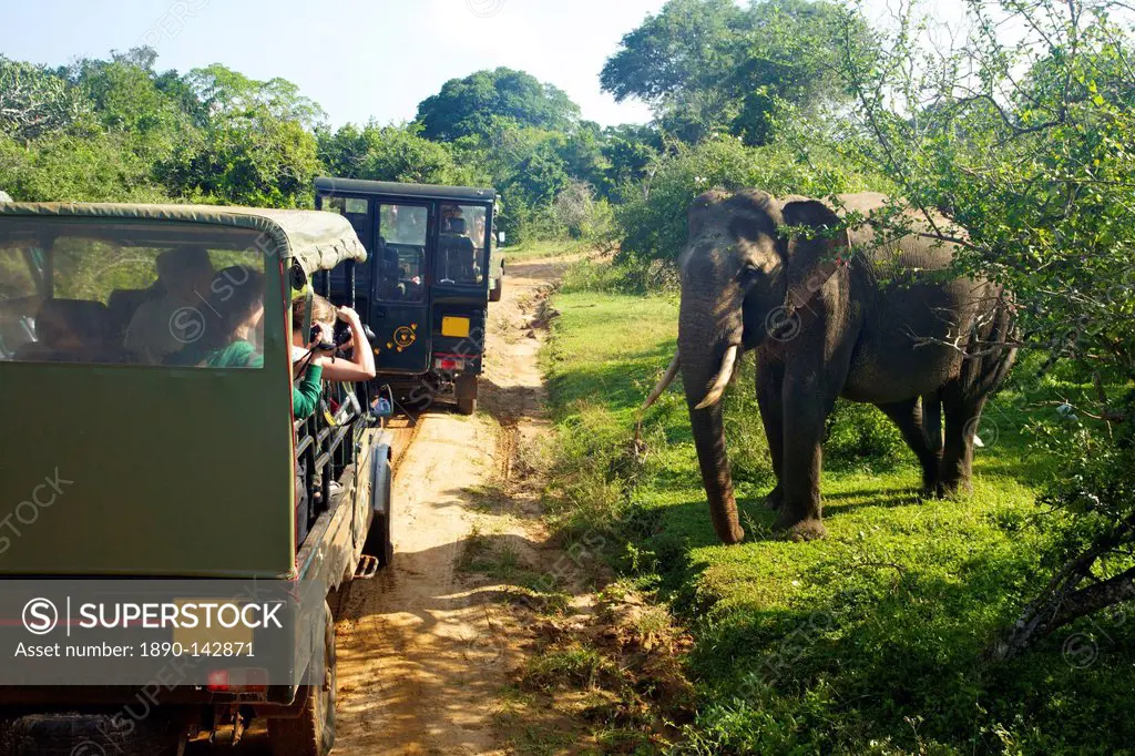 Asiatic tusker elephant Elephas maximus maximus, close to tourists in jeep, Yala National Park, Sri Lanka, Asia