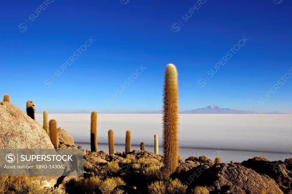 Cacti on Isla de los Pescadores, Mount Tunupa and salt flats Salar de Uyuni, Southwest Highlands, Bolivia, South America