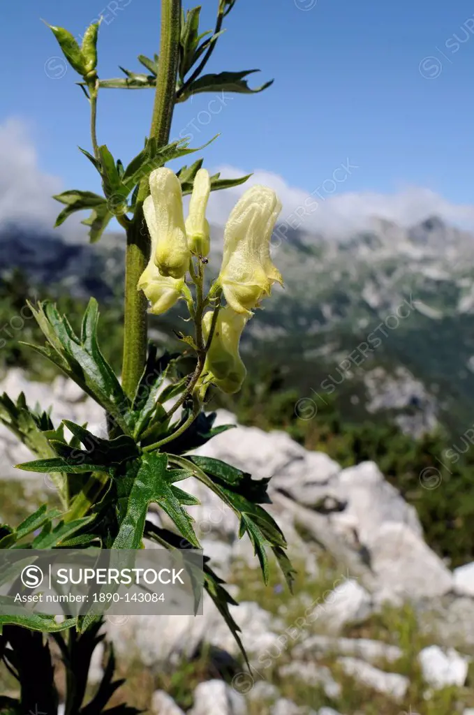 Alpine Wolfsbane or Yellow monkshood Aconitum lycoctonum neapolitanum, Triglav National Park, slovenia, slovenian, europe, european