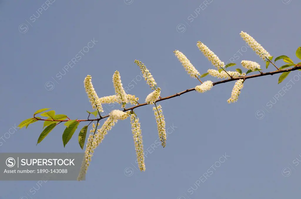 Bird cherry tree Prunus padus Watereri flowering branch against blue sky, Parade gardens, Bath, England, United Kingdom, Europe